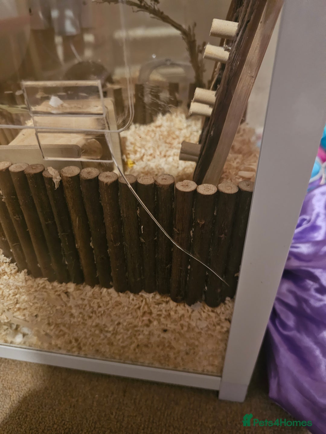 Hamster rodents for sale: Syrian Long Hair and Full Set Up - Advert 5