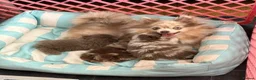 Pomeranian dogs for sale: Only UK Pomeranian Pups All 263 DNA tests clear  in Bishop Auckland - Advert 6