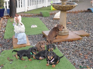 Dachshund dogs Miniature Smooth Haired Dachshunds - Advert 3