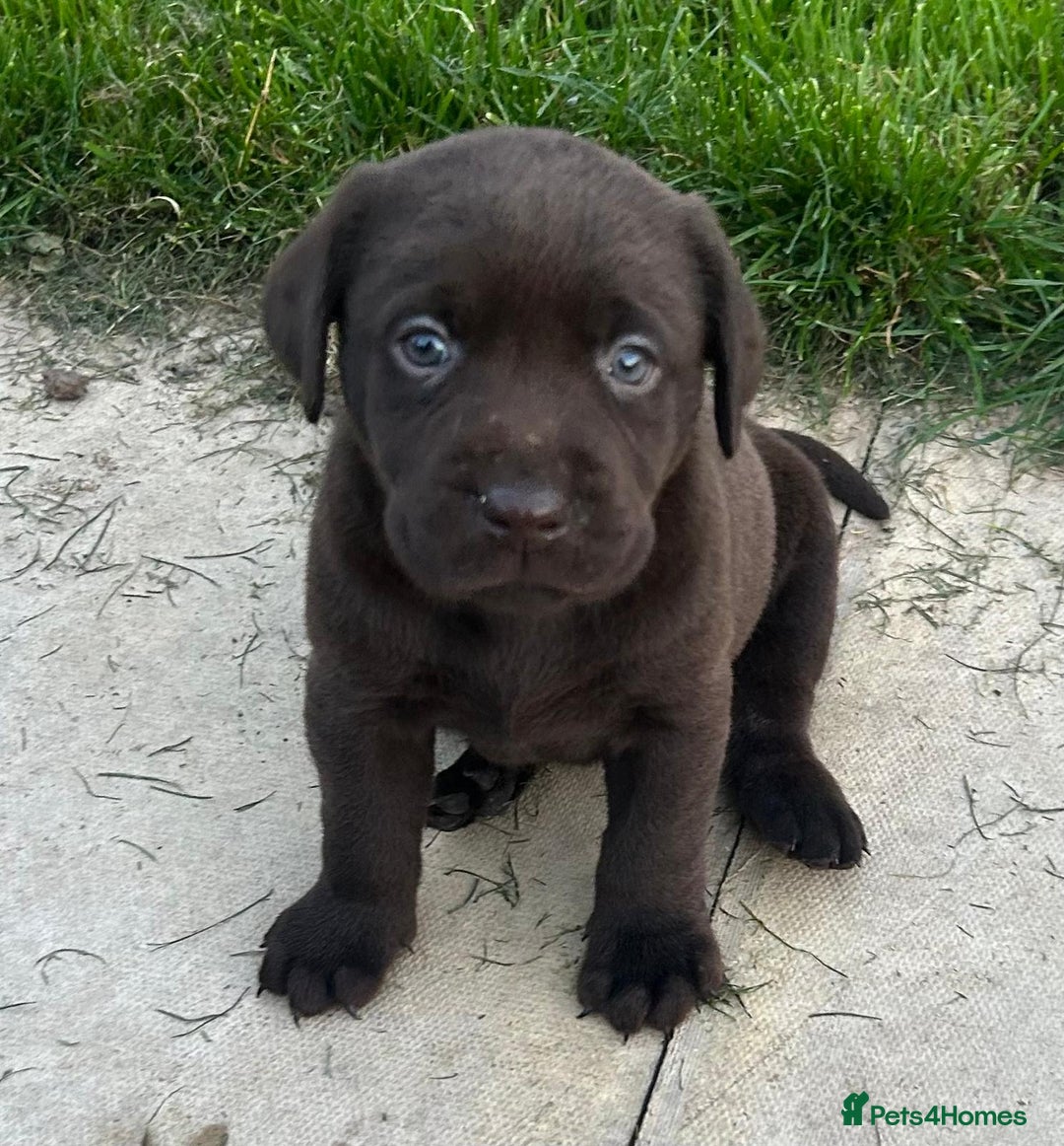 Labrador Retriever dogs for sale: Outstanding litter of Chocolate Labradors  - Advert 1