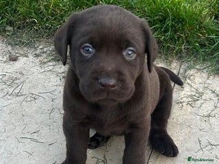 Labrador Retriever dogs Outstanding litter of Chocolate Labradors - Advert 2