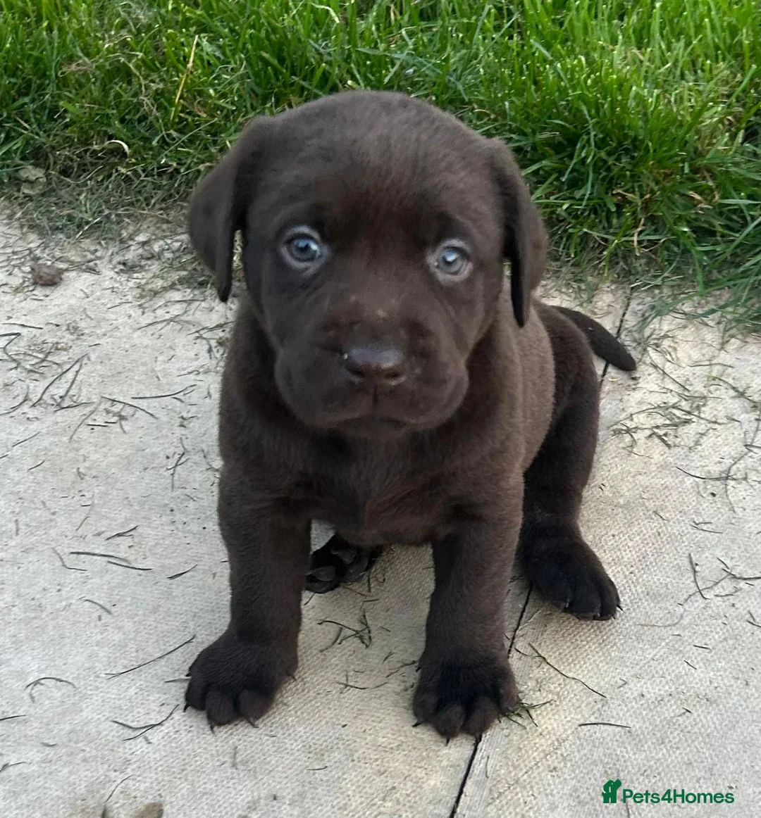 Labrador Retriever dogs for sale: Outstanding health tested Chocolate Labradors  - Advert 4