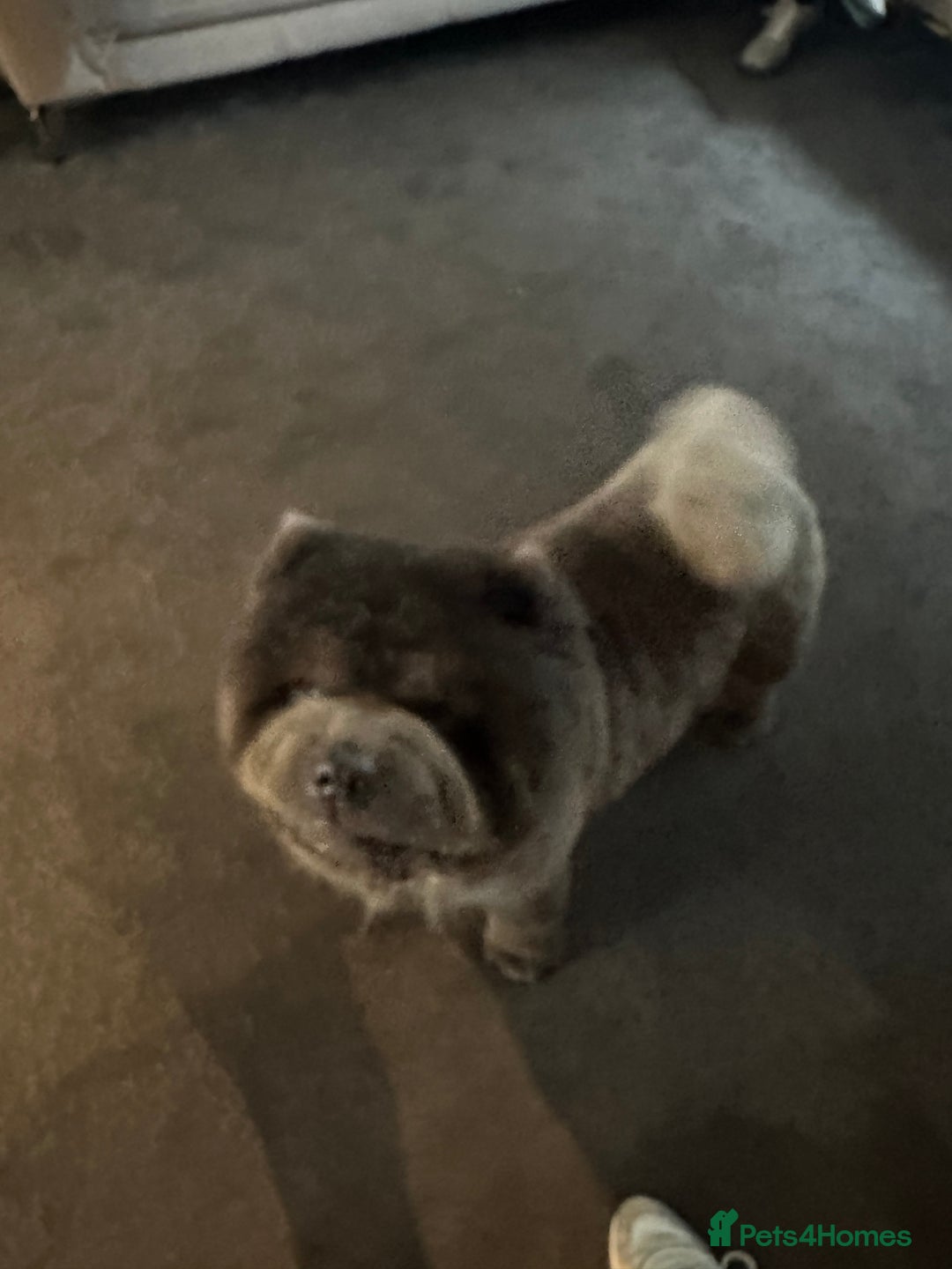 Chow Chow dogs for stud: Stunning blue stud  - Image 2
