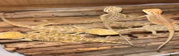 Bearded Dragon reptiles for sale: 4 Baby Bearded Dragons left Visual Dunners & Hypos - Advert 4
