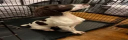 English Springer Spaniel dogs for sale: KC Registered Springer Spaniels - Advert 4