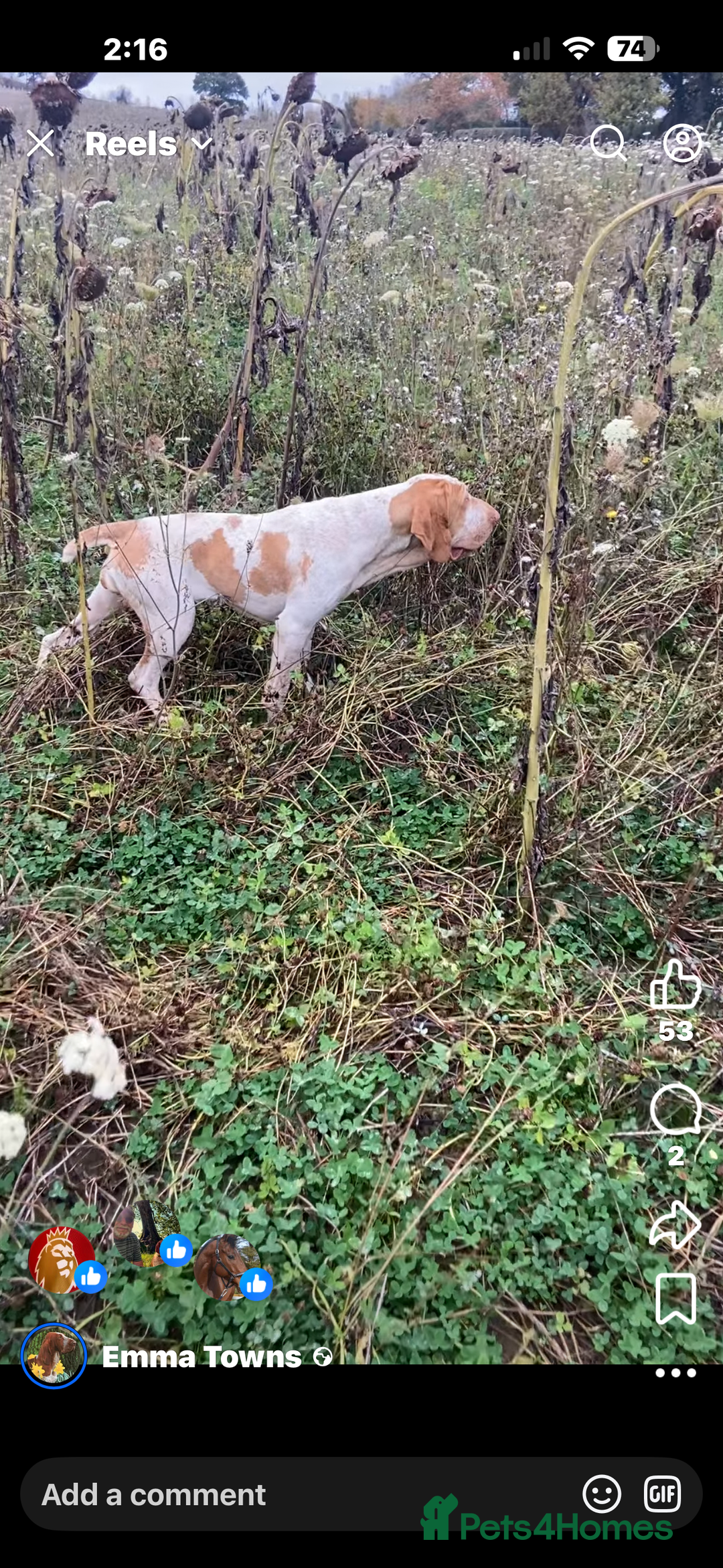 Bracco Italiano dogs for sale: Top Breeder 2021,22,22,24 & 2025 🌟🌟🌟🌟🌟 - Advert 4