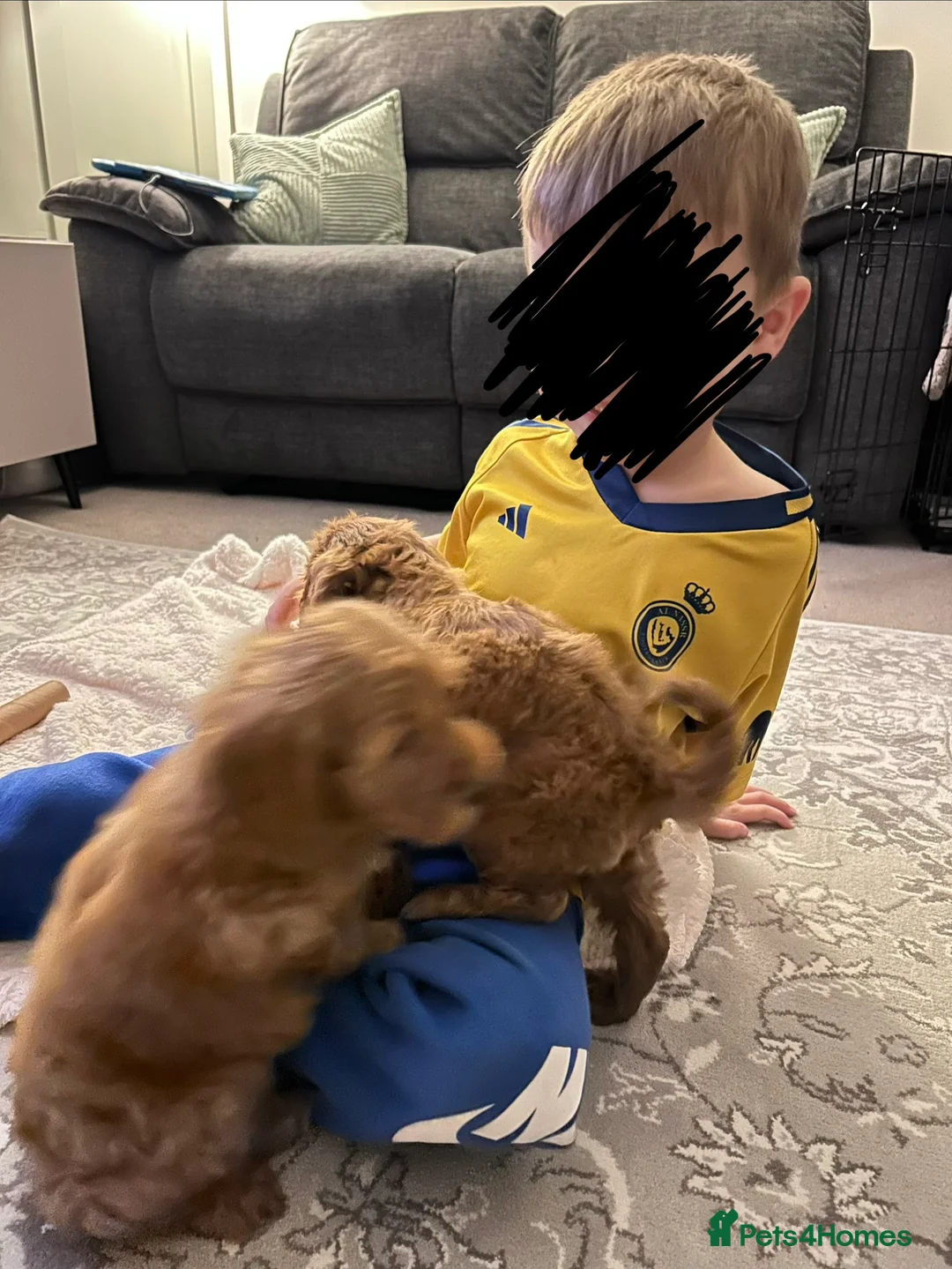 Cavapoo dogs for sale: 9 Week Old Cavapoo - Advert 5