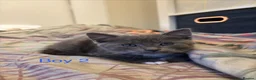 Mixed Breed cats for sale: 2 kittens for sale - Advert 7