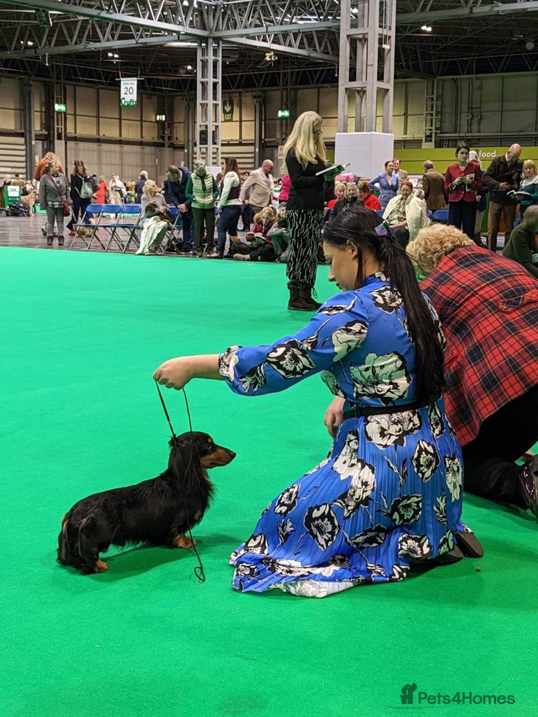 Dachshund dogs for stud: Quality miniature long hair dachshund for stud  in Saint Austell - Advert 6