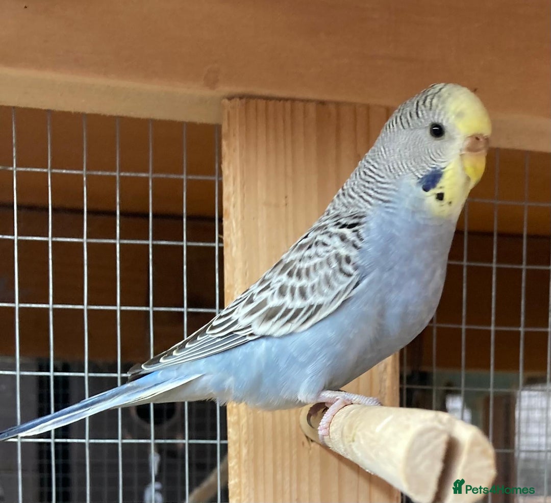 Budgerigars birds for sale: Beautiful baby budgies  - Image 3