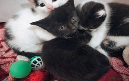 Mixed Breed cats for sale: 8 weeks old Kitten, Female - Image 23