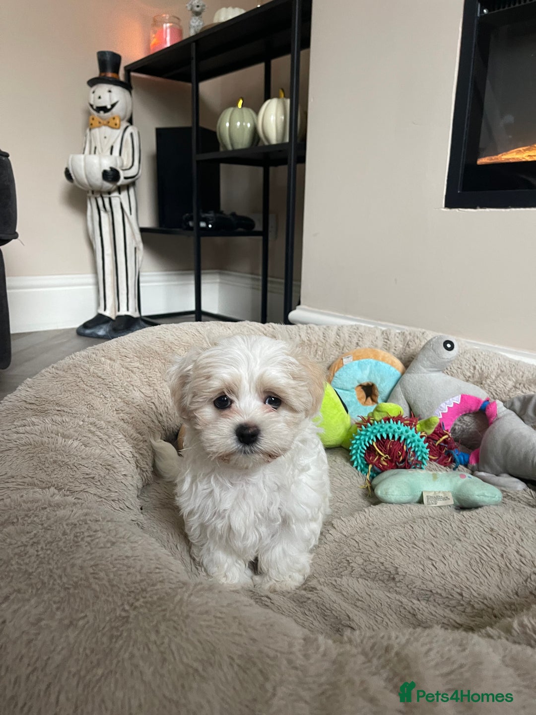 Maltese dogs for sale: *READY NOW* Korean Maltese x Malshi puppies 🐾 - Advert 11