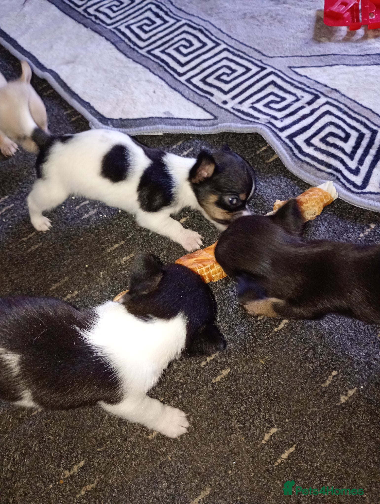 Chihuahua dogs Chihuahua pups - Advert 3