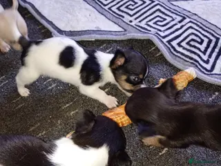 Chihuahua dogs Chihuahua pups - Advert 3