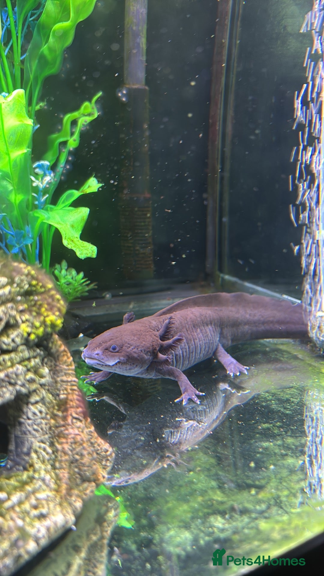 Axolotl reptiles for sale: Axolotl babies  - Advert 6