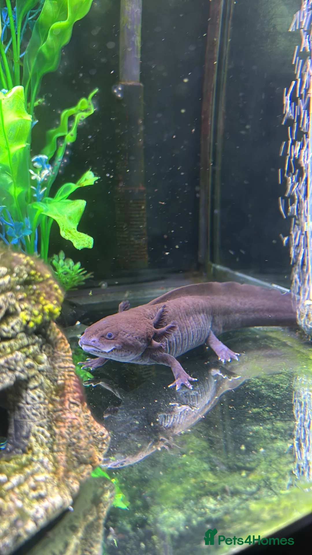 Axolotl reptiles for sale: Axolotl babies  - Advert 10