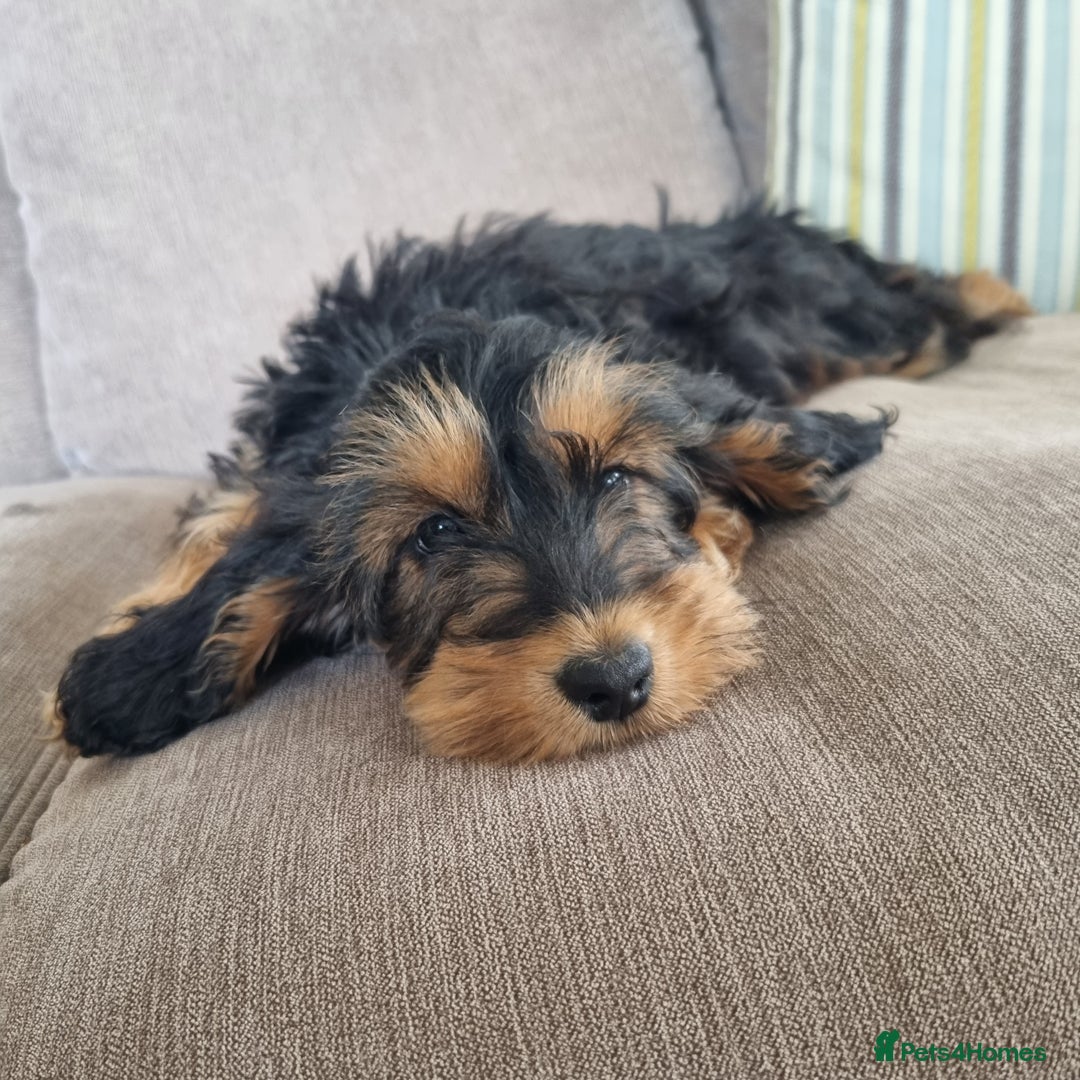 Cockapoo dogs for sale:  F1 Cockapoo puppies  - Image 4