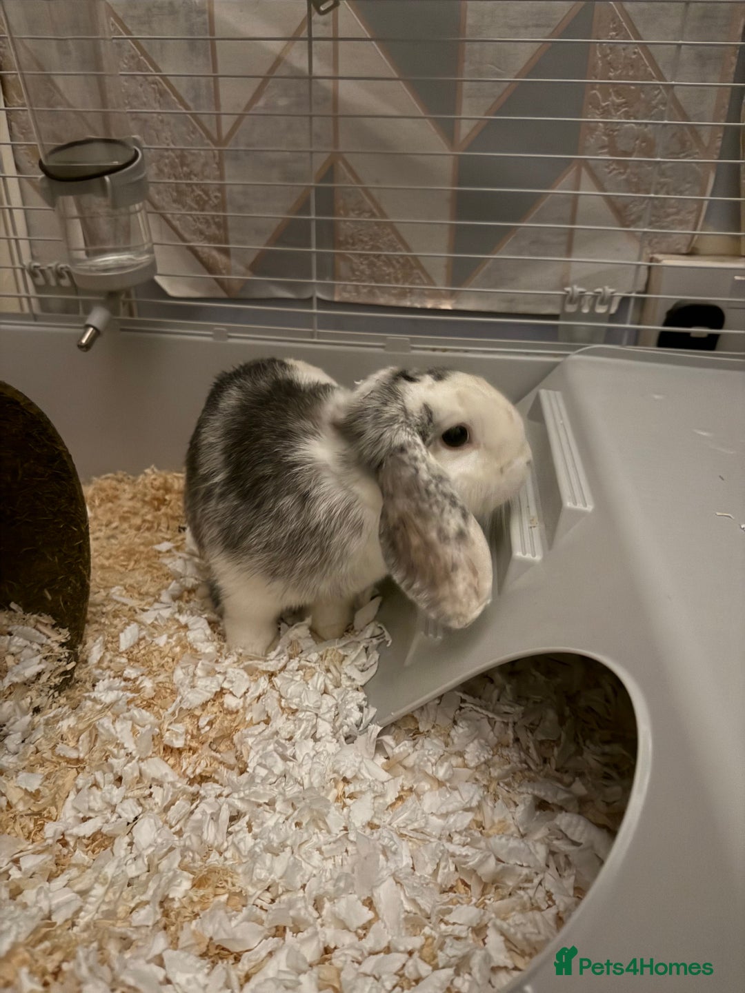 English Lop rabbits for sale: Cute Playful Baby bunny  - Advert 4