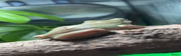 Frog reptiles for sale: Male and female whites tree frogs  - Advert 2