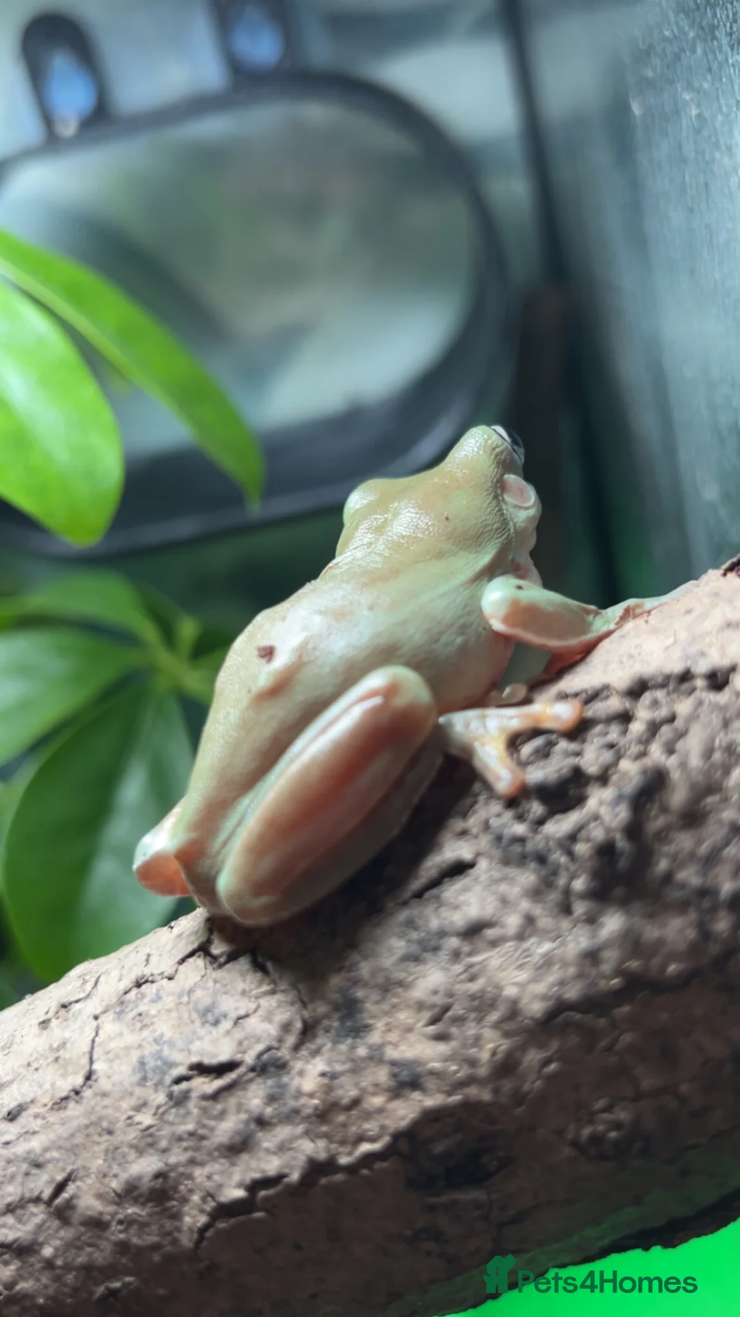 Frog reptiles for sale: Male and female whites tree frogs  - Advert 2