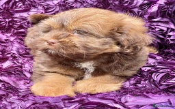Shih Tzu dogs for sale: 🌟OUTSTANDING MALSHIPOO LITTER🌟Ready from 4/10/25 - Image 14