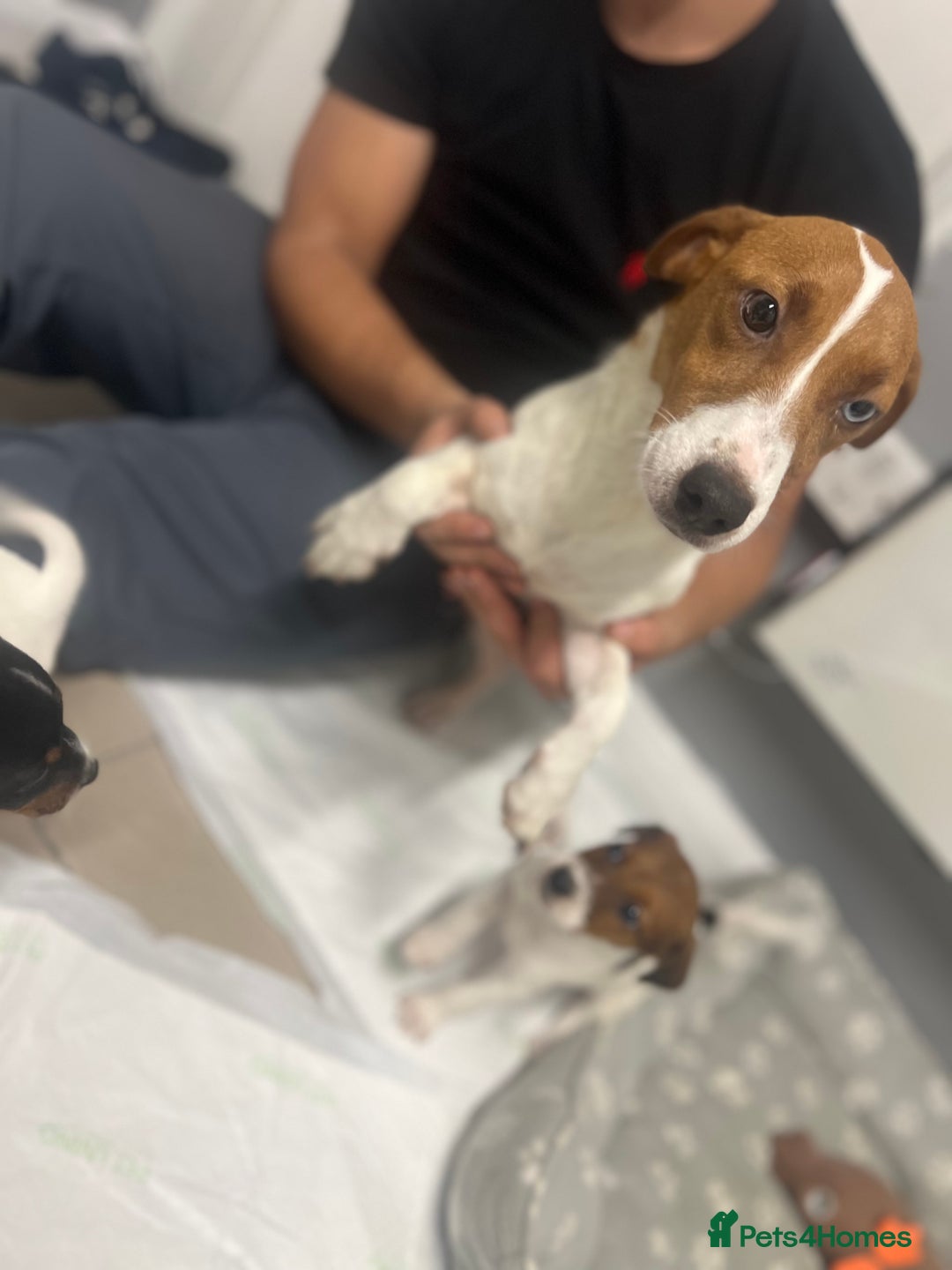 Jack Russell dogs for sale: 5 jack Russel puppies  - Image 4