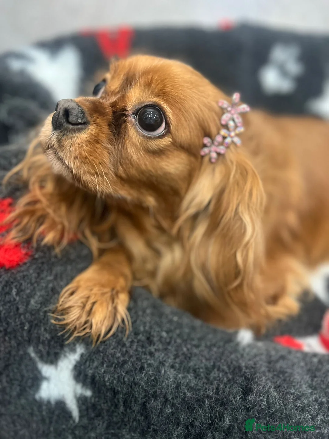 Cavapoo dogs for sale: Cavapoo boy pups ready now 🏡 - Advert 4