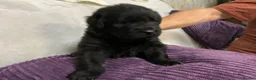 Newfoundland dogs for sale: Newfoundland puppies in Haverfordwest - Advert 3
