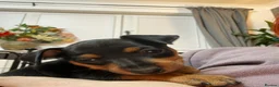Miniature Pinscher dogs for sale: Krieger Miniature Pinschers  - Advert 4