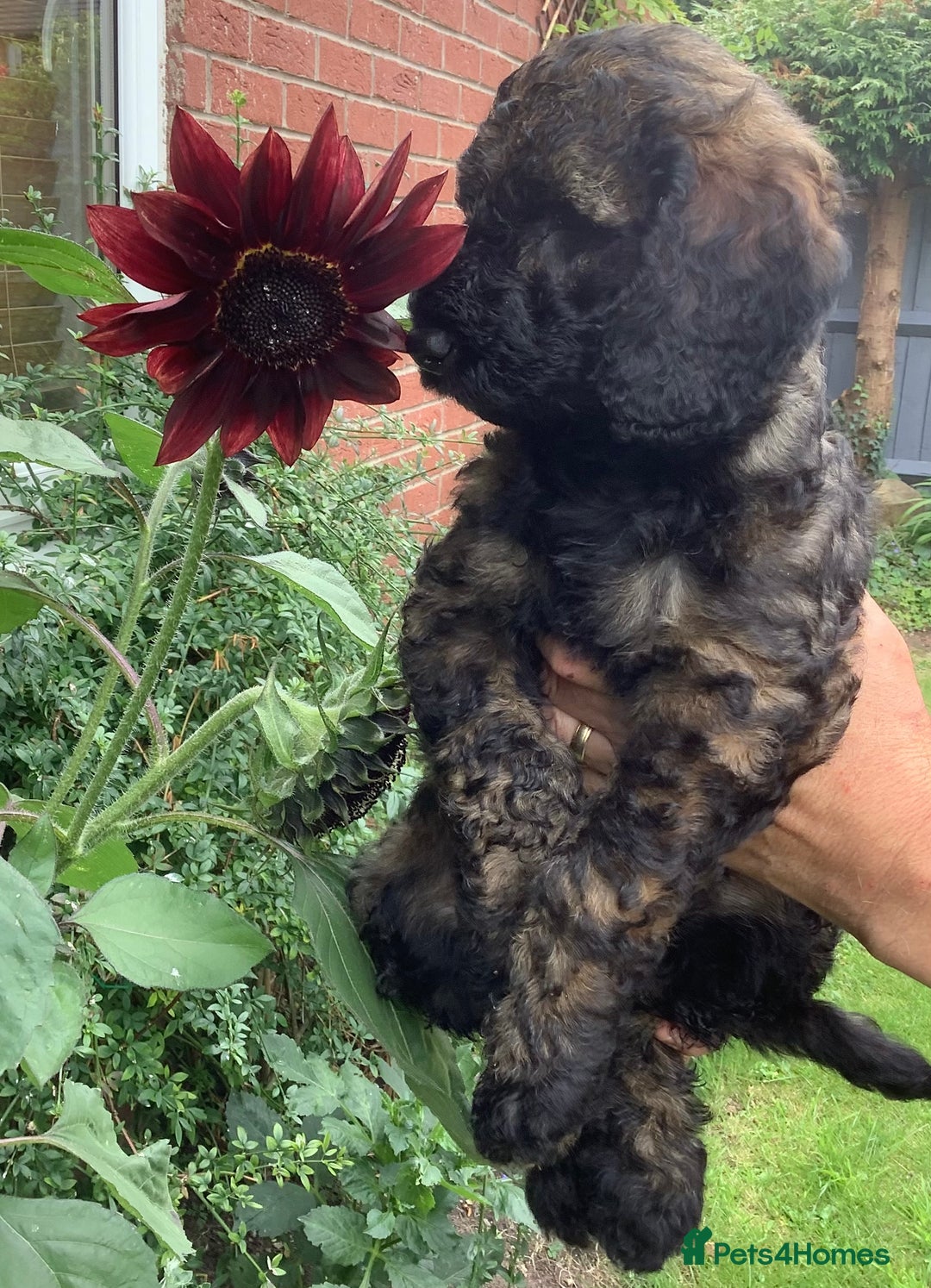 Mixed Breed dogs for sale: Ready now for their 5* homes - Image 7