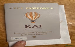 Canaan Dog dogs for adoption: Sahara  - Advert 4