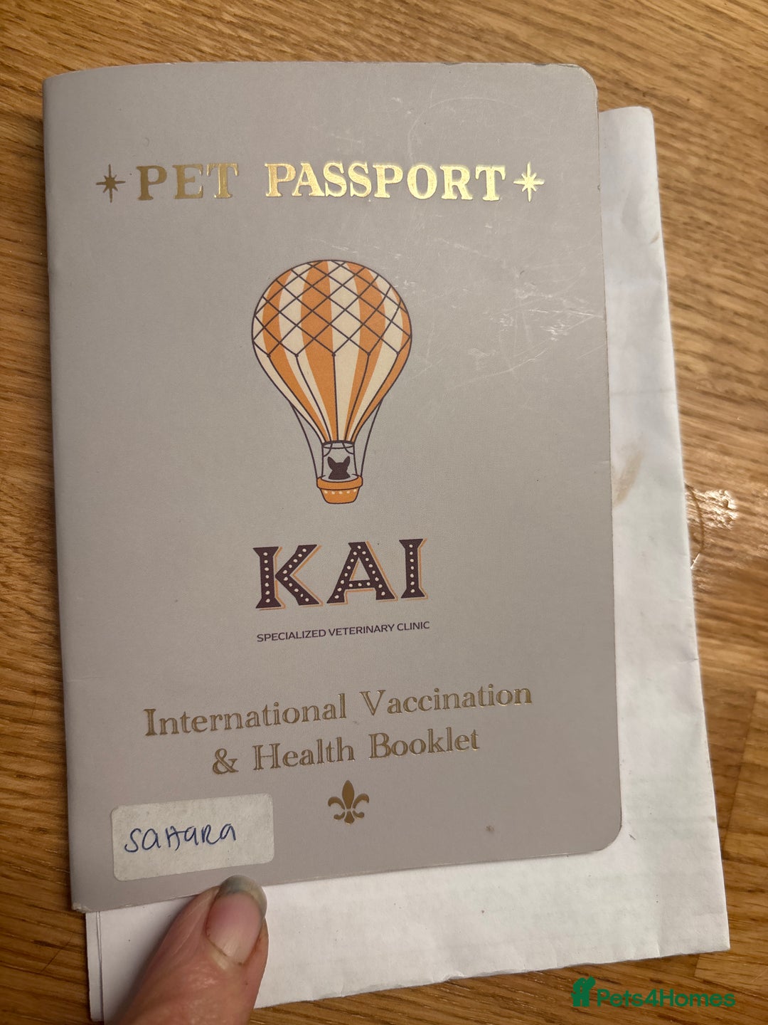 Canaan Dog dogs for adoption: Sahara  - Advert 4