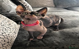 Sphynx cats for sale: ** Glittery Blue/Cream Torti Sphynx Girl ** - Image 6