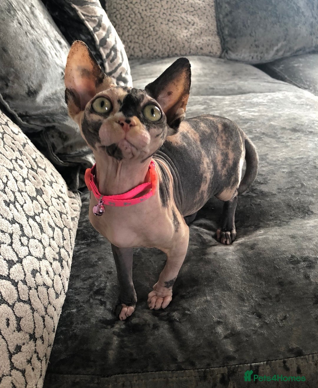 Sphynx cats for sale: ** Glittery Blue/Cream Torti Sphynx Girl ** - Image 6