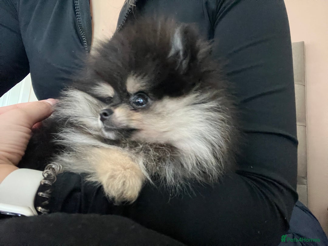 Pomeranian dogs for sale: Black and tan Pomeranian  - Image 4