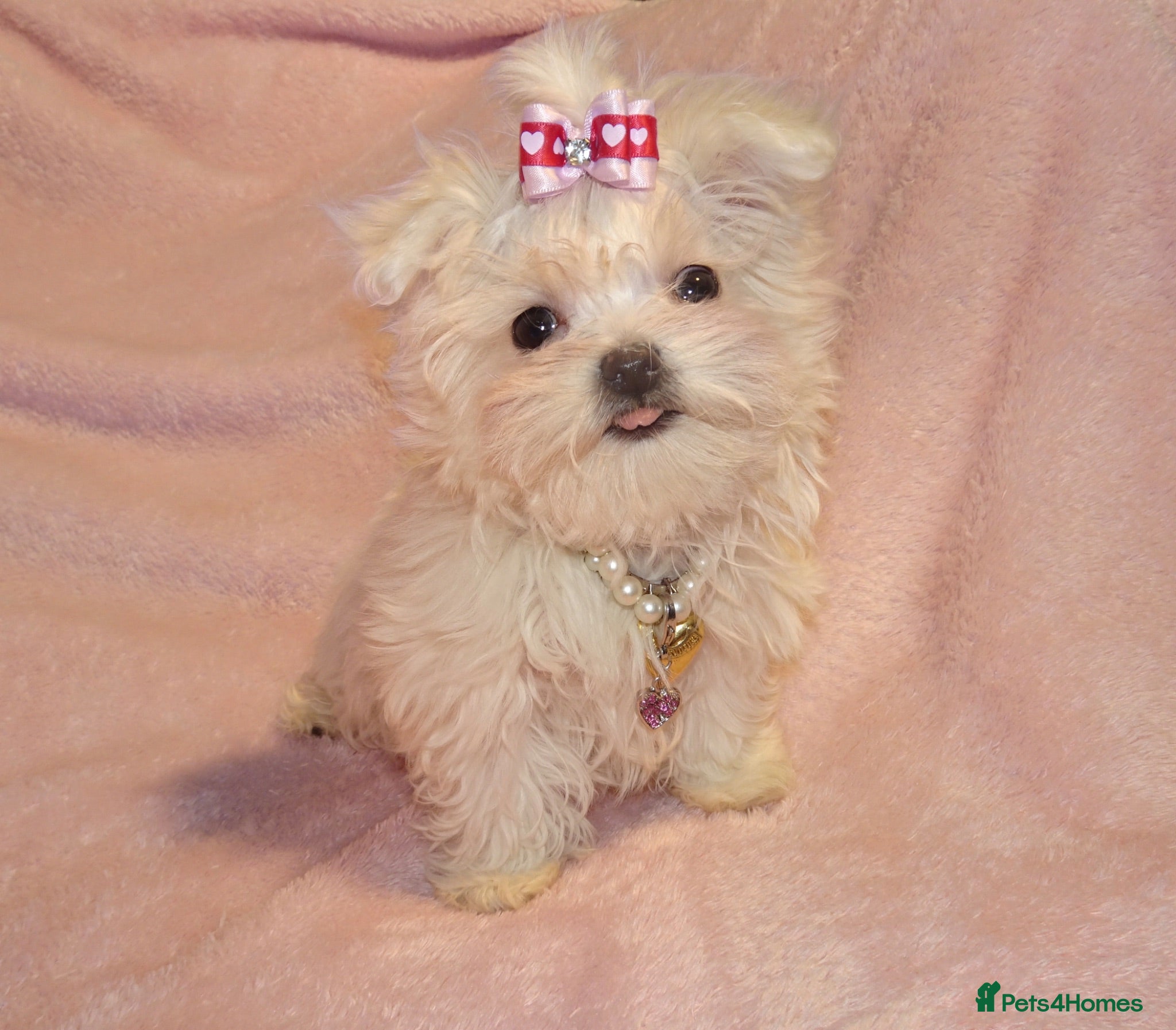 Maltese dogs ****Exquisite KC Registered Maltese Boy Puppy****  - Advert 15