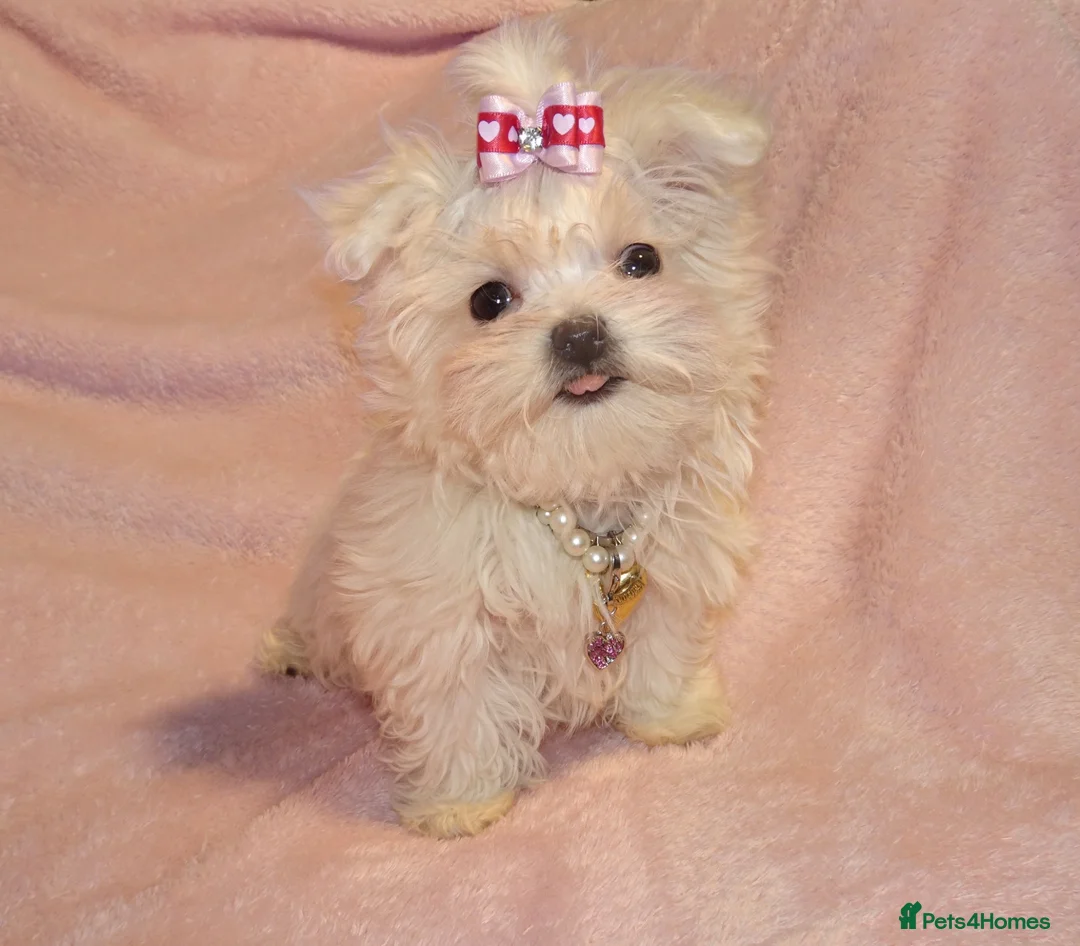 Maltese dogs for sale: ****Exquisite KC Registered Maltese Boy Puppy****  - Advert 1