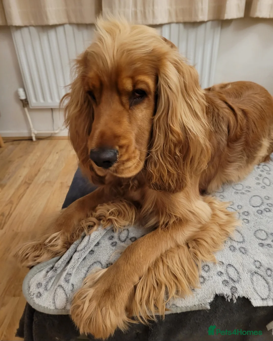 Cocker Spaniel dogs for stud: Stud Available- KC Registered Show Cocker Spaniel - Advert 4