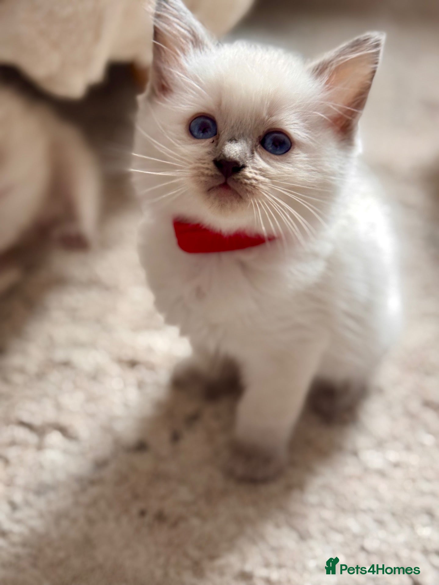 Ragdoll cats 🩵🔹💙Blue point ragdoll kittens💙🔹🩵 - Advert 1