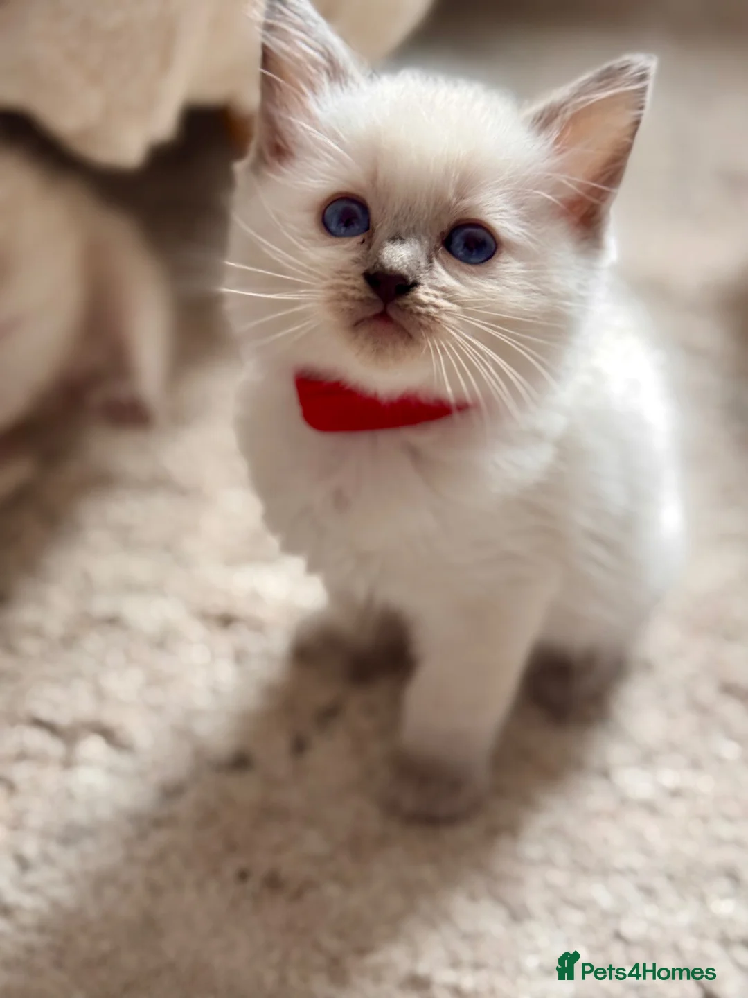 Ragdoll cats for sale: 🩵🔹💙Blue point ragdoll kittens💙🔹🩵 - Advert 1