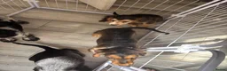 Cocker Spaniel dogs for sale: 2 beautiful cocker spaniel puppies - Advert 8