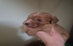 Cavapoo dogs for sale: Cavapoo babies - ready end nov - Image 4