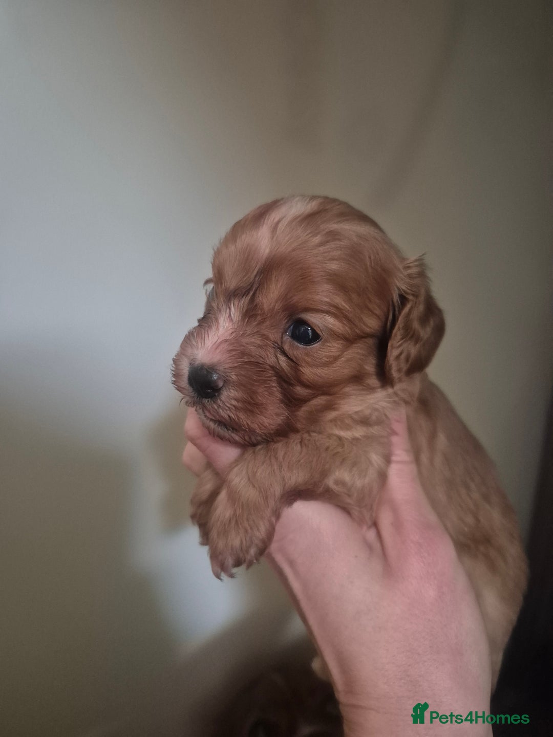 Cavapoo dogs for sale: Cavapoo babies - ready end nov - Image 4