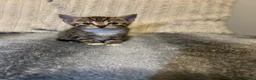 Mixed Breed cats for sale: 5 beautiful kittens ready for amazing homes in Birmingham - Advert 8