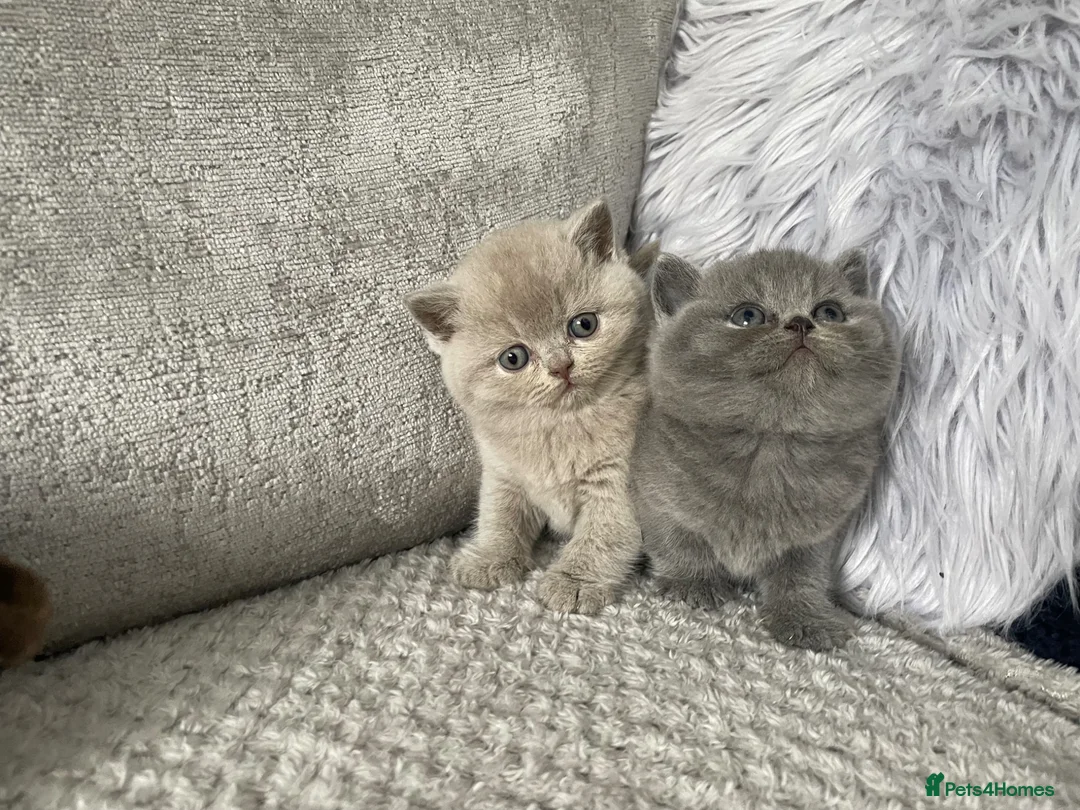 British Shorthair cats for sale: 🔥 GCCF KITTENS CHOCOLATE BLUE LILAC CHAMPION  - Advert 21