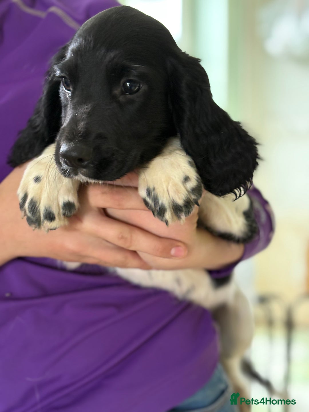 English Springer Spaniel dogs for sale: KC Registered English springer spaniel puppies. - Image 33