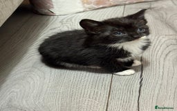 Mixed Breed cats for sale: 9 week old kittens - Image 3