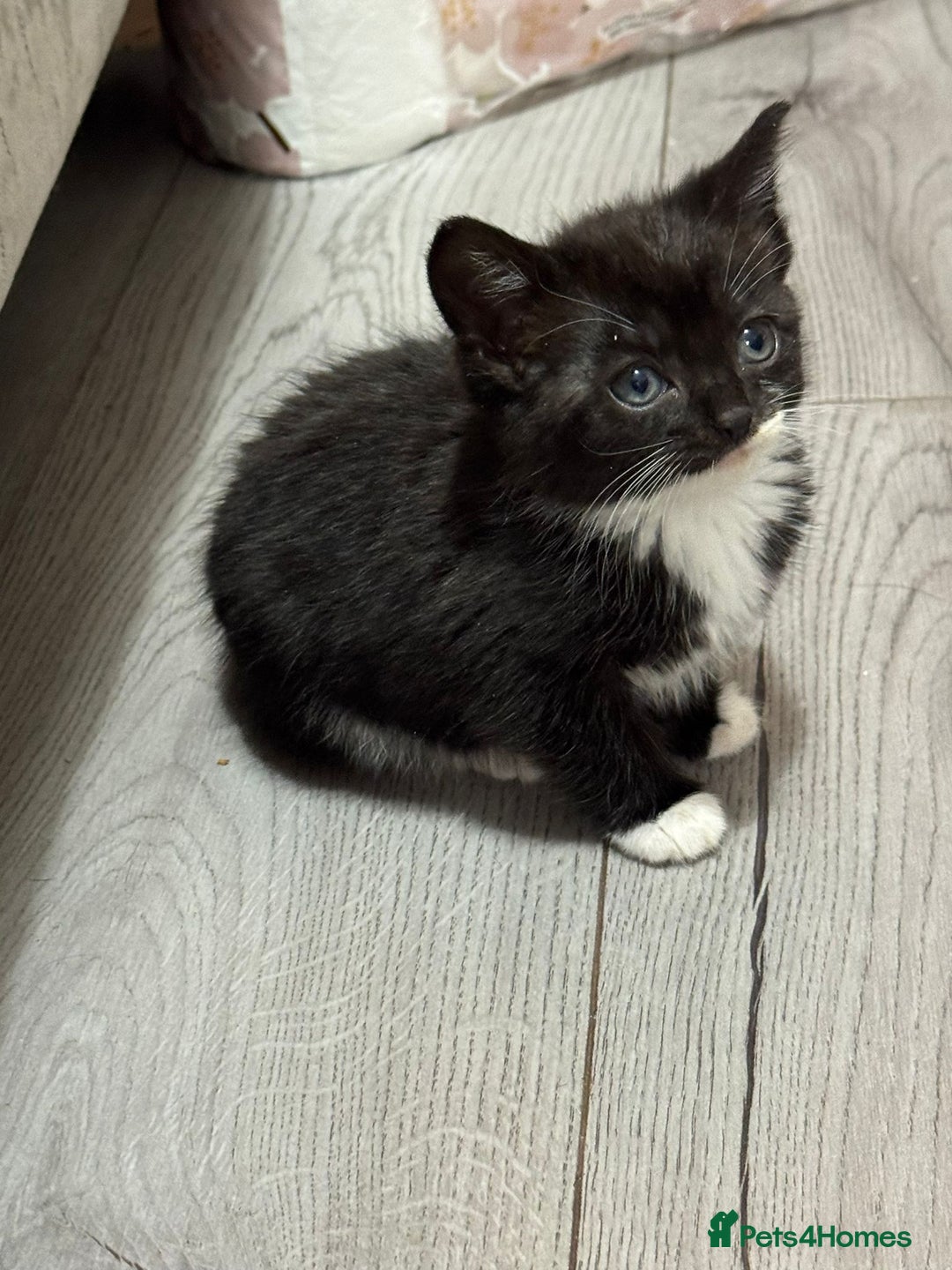 Mixed Breed cats for sale: 9 week old kittens - Image 3