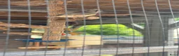 Finches birds for sale: This year baby zebra finches in Harlow - Advert 3