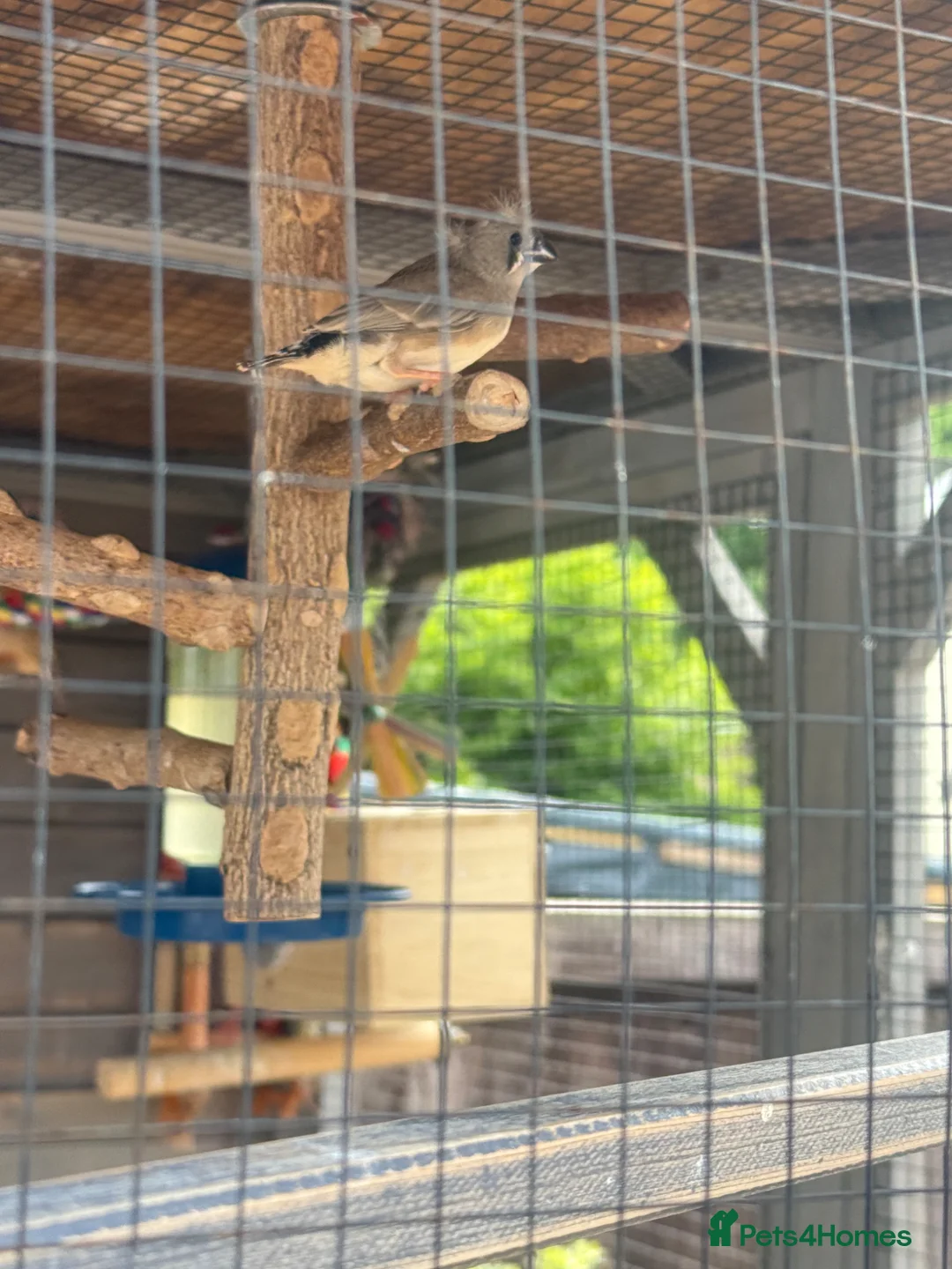 Finches birds for sale: This year baby zebra finches in Harlow - Advert 3